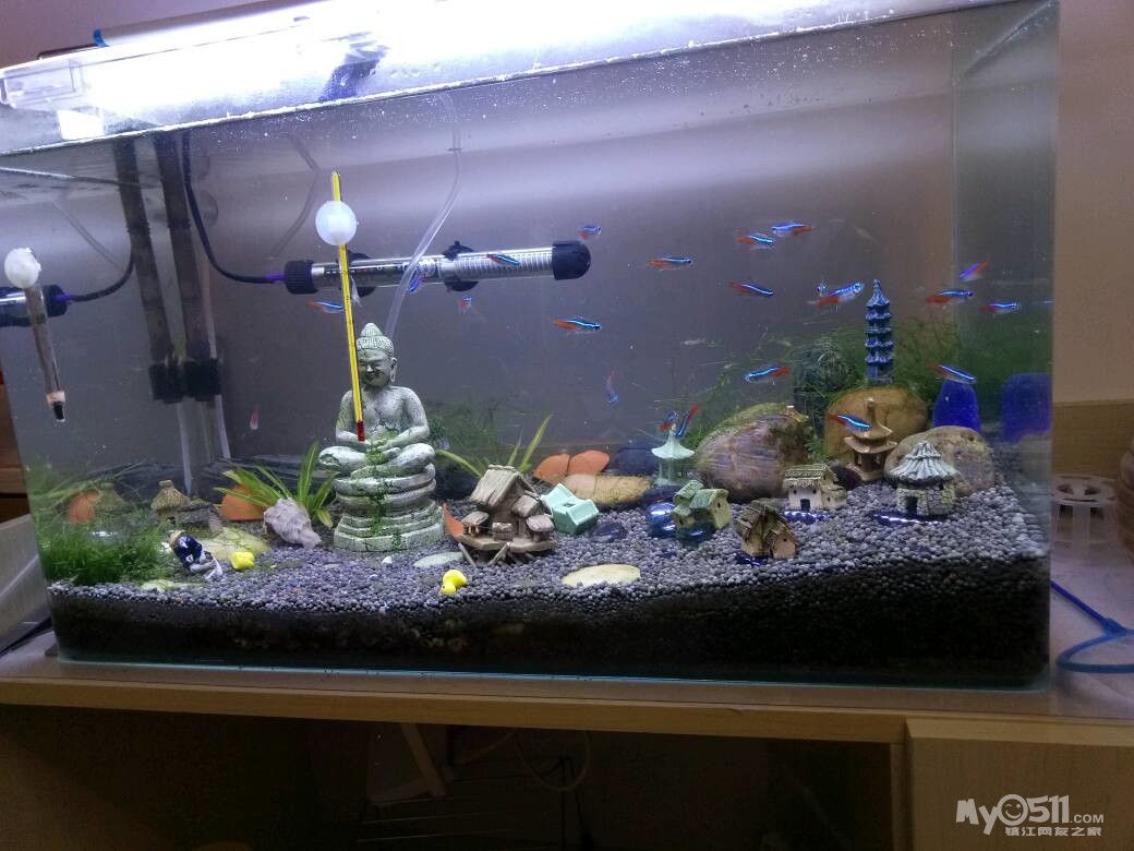 鱼缸全套转让 - 花鸟鱼虫交易区 - 花鸟鱼虫 梦溪论坛 镇江,时事,招聘