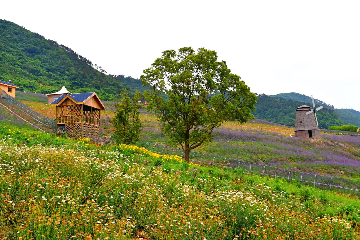 长山薰衣草庄园