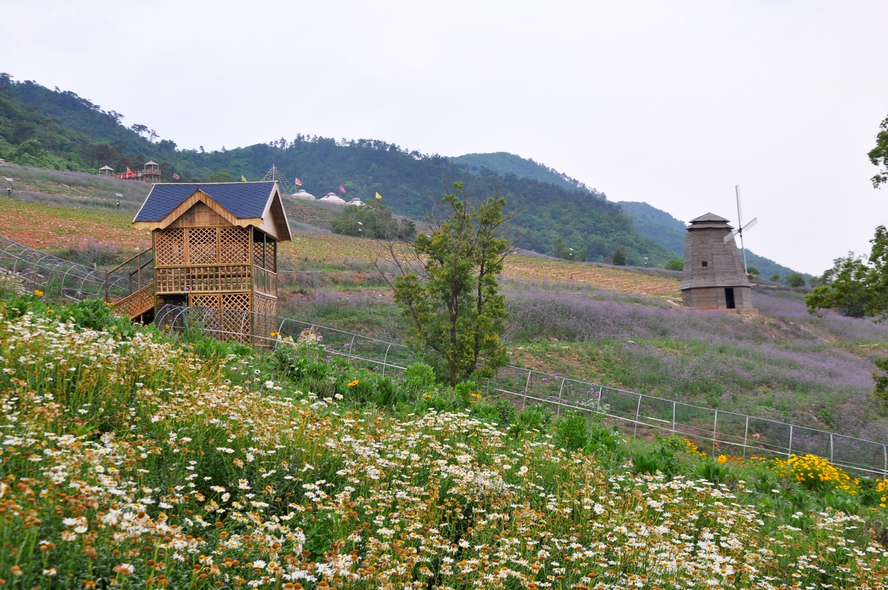 长山薰衣草庄园