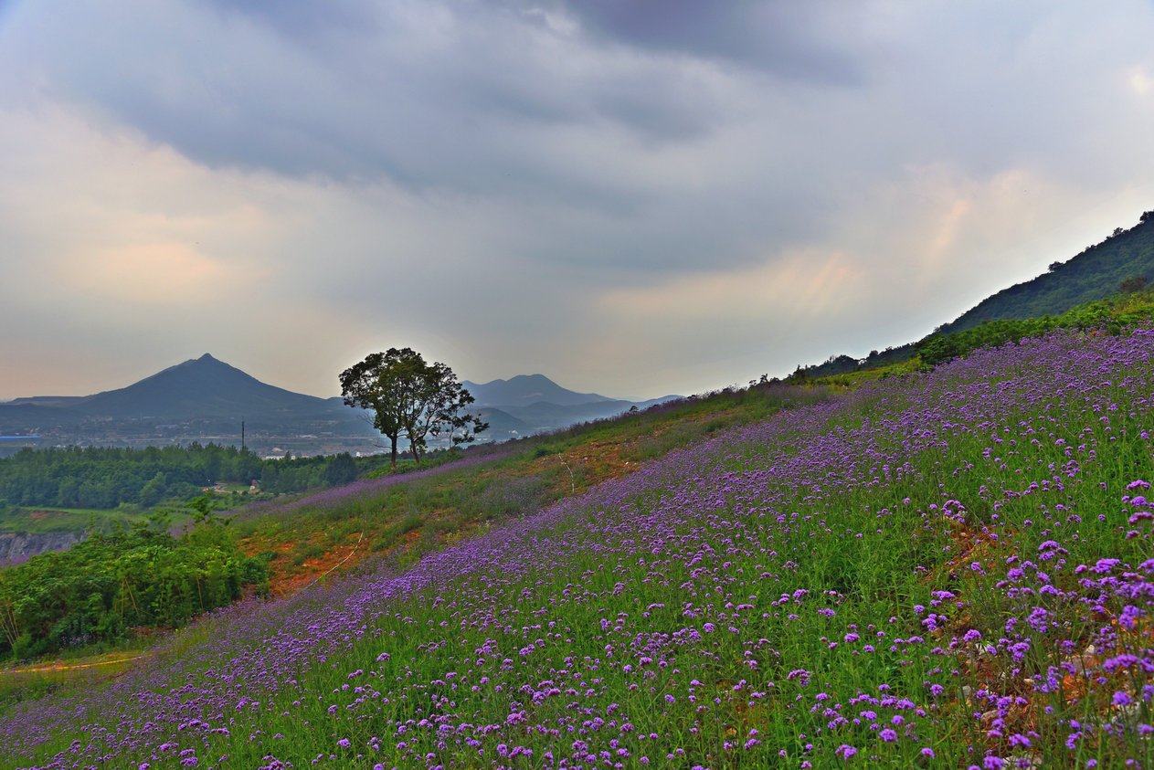 长山薰衣草庄园