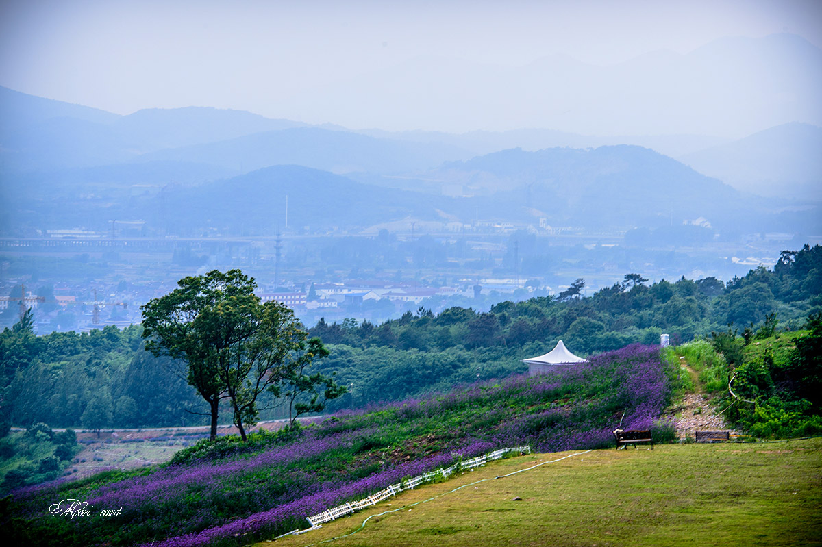 长山薰衣草庄园