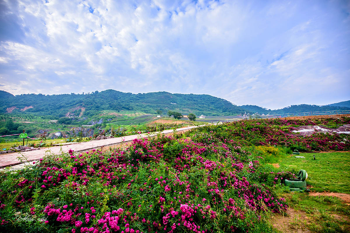 长山薰衣草庄园