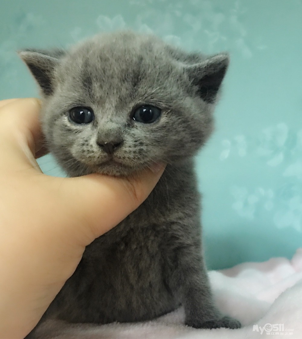 玲珑宠物坊 高品质英短蓝白蓝猫 公母都有 - 宠物市场 - 猫狗总动员