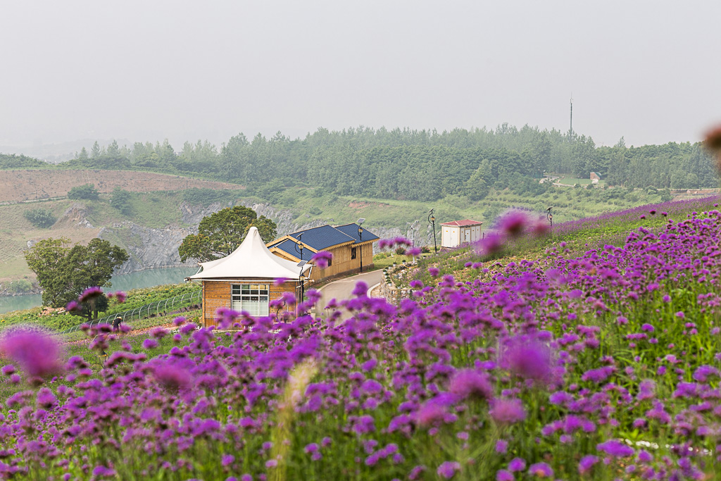 镇江丹徒长山薰衣草公园随拍