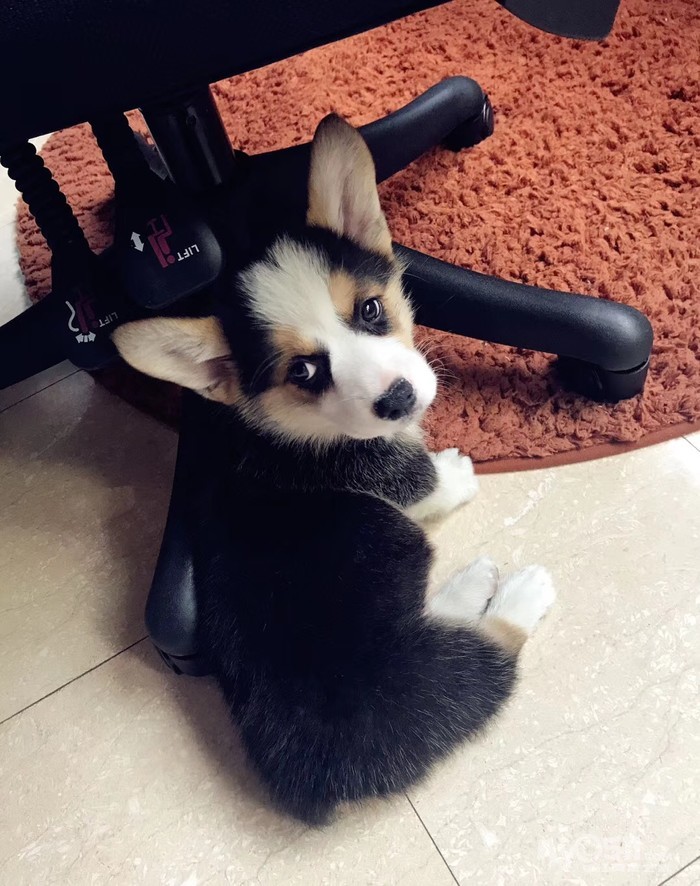 出售短腿小柯基!已出 [广告推广]