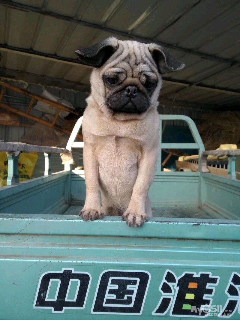 自家八哥低价贱卖.