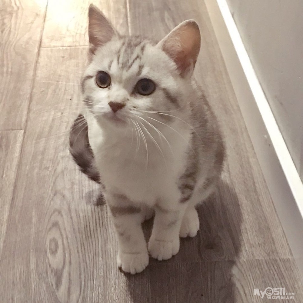 美短起司宝宝 英短蓝白,乳白,三花宝宝 加肥宝宝有售