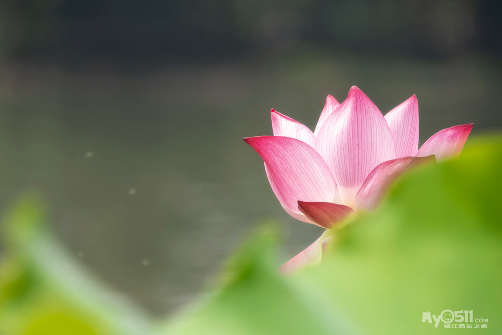 金山湖——清风送爽荷香来