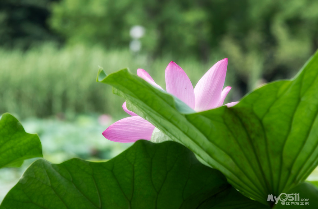 金山湖——清风送爽荷香来