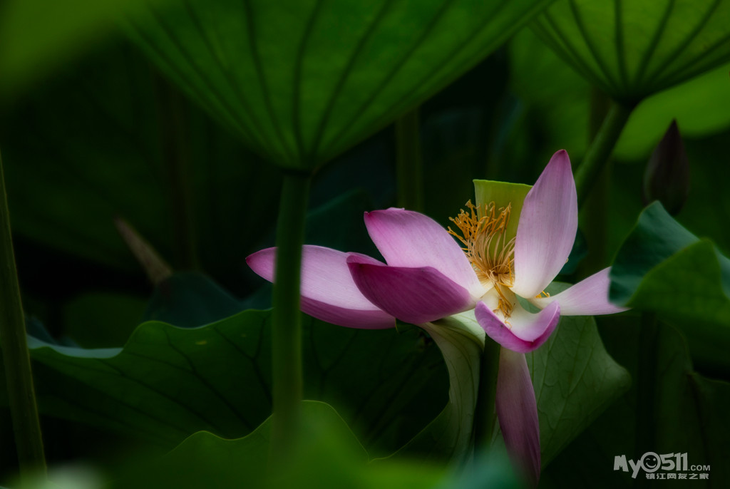 金山湖——清风送爽荷香来