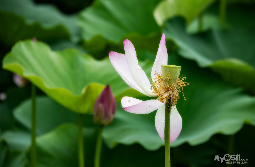 金山湖——清风送爽荷香来