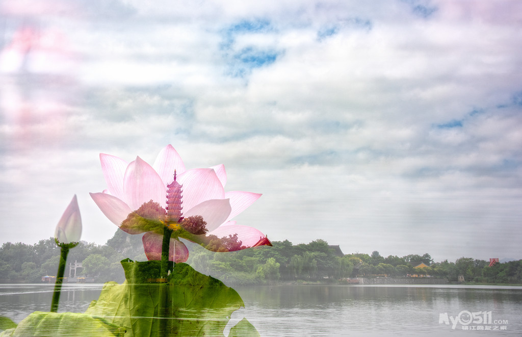 金山湖——清风送爽荷香来