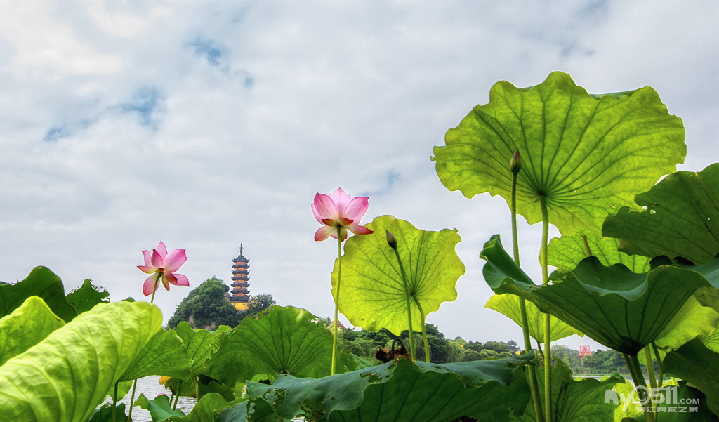 金山湖——清风送爽荷香来