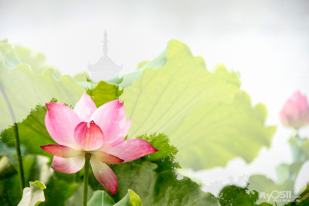 金山湖——清风送爽荷香来