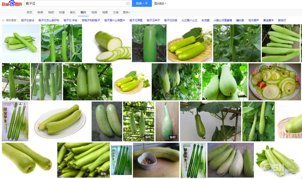 瓜类蔬菜名称图片