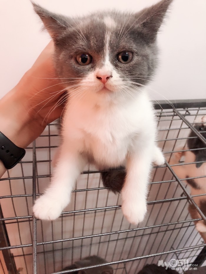 03 自家蓝白三花英短小奶猫找主人啦!