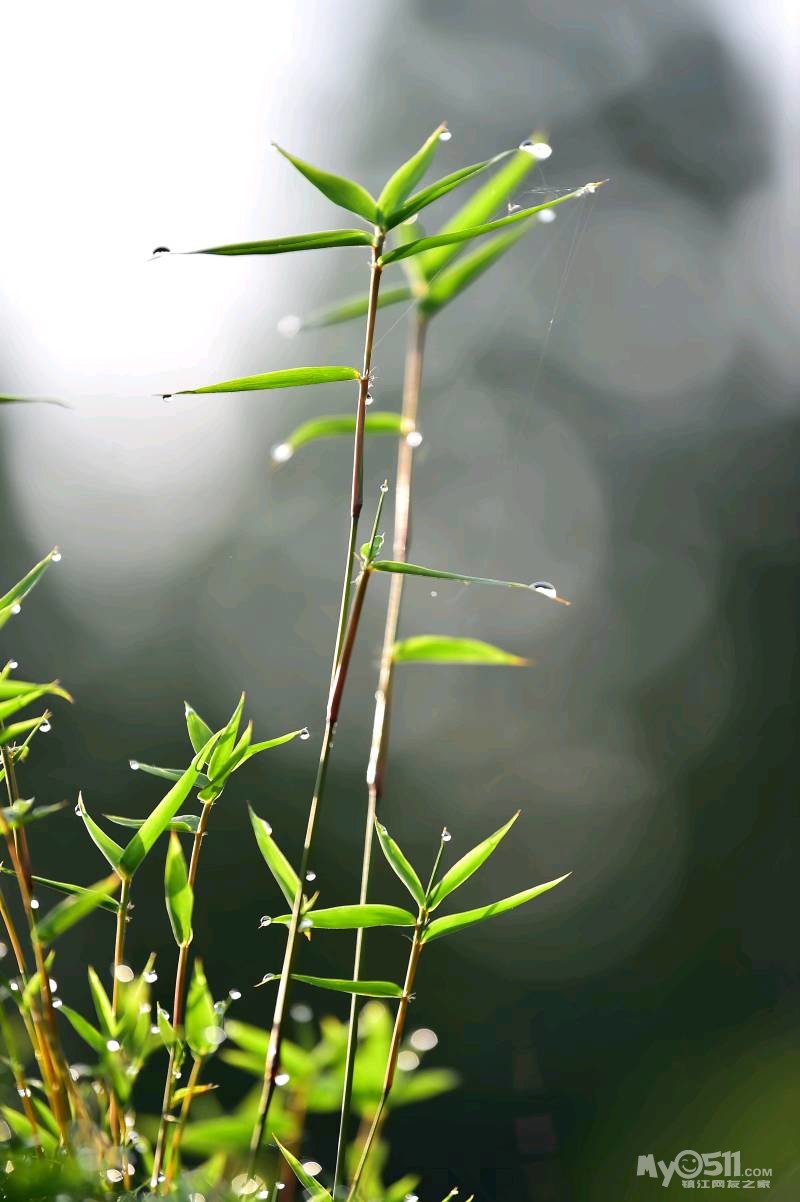 雨竹