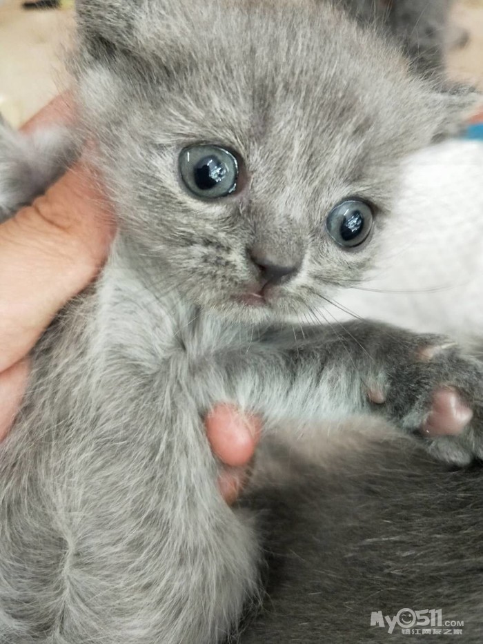 刚出窝的小蓝猫和刚生的小加菲