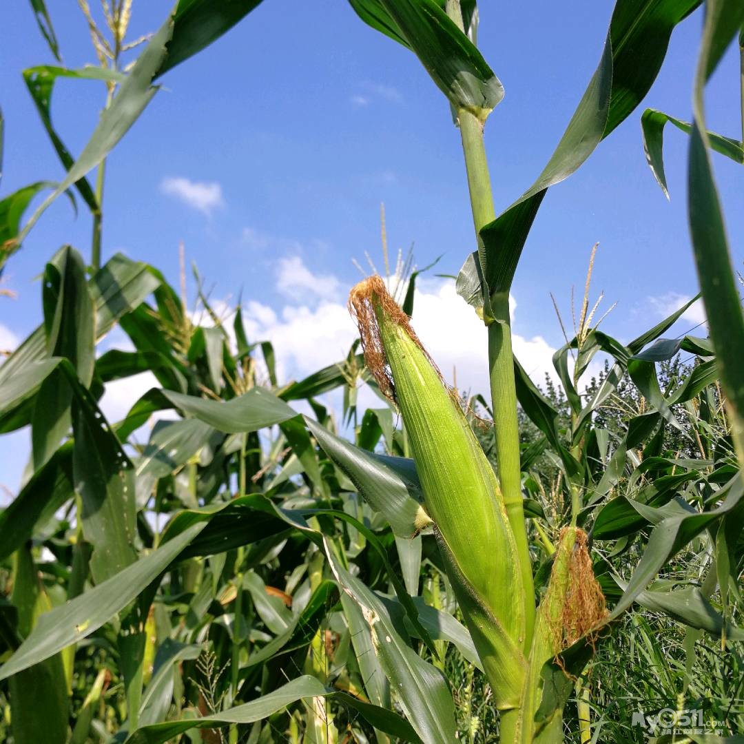 玉米地里的玉米啥时熟呀
