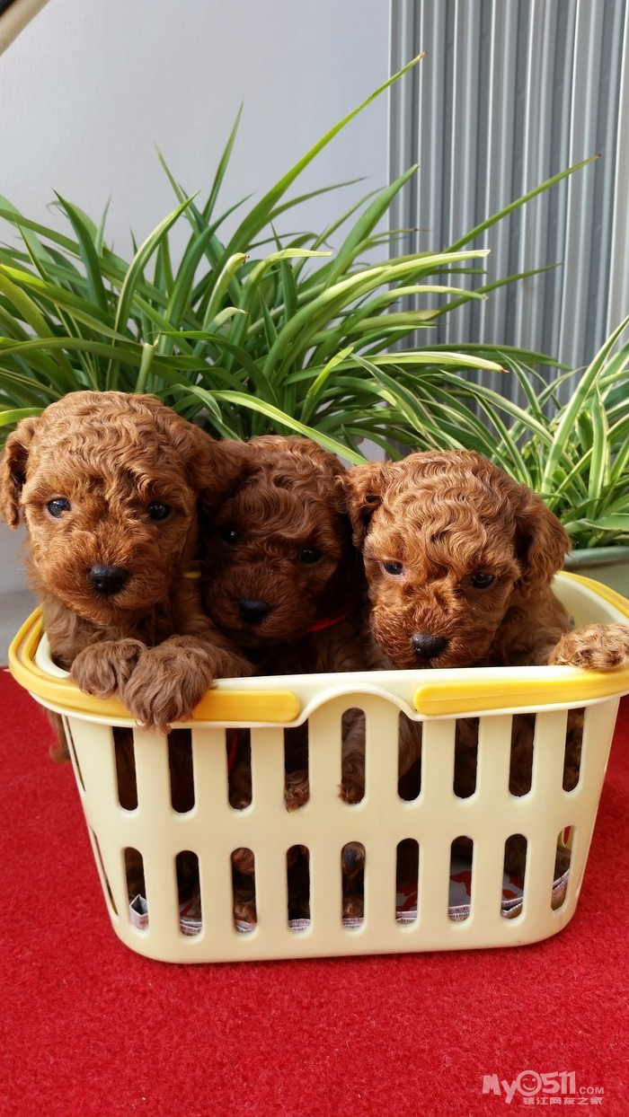 家养玩具型泰迪宝宝满月啦 寻找新家