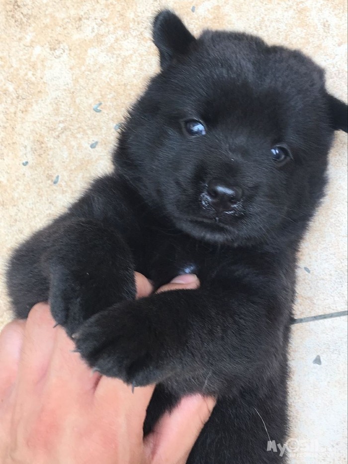 四只小土松快三个多星期了 - 猫狗总动员 - 梦溪论坛 镇江,时事,招聘