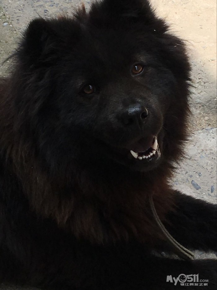 四只小土松快三个多星期了 - 猫狗总动员 - 梦溪论坛 镇江,时事,招聘