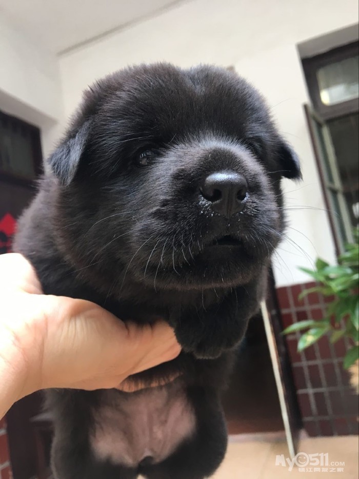 四只小土松快三个多星期了 - 猫狗总动员 - 梦溪论坛 镇江,时事,招聘