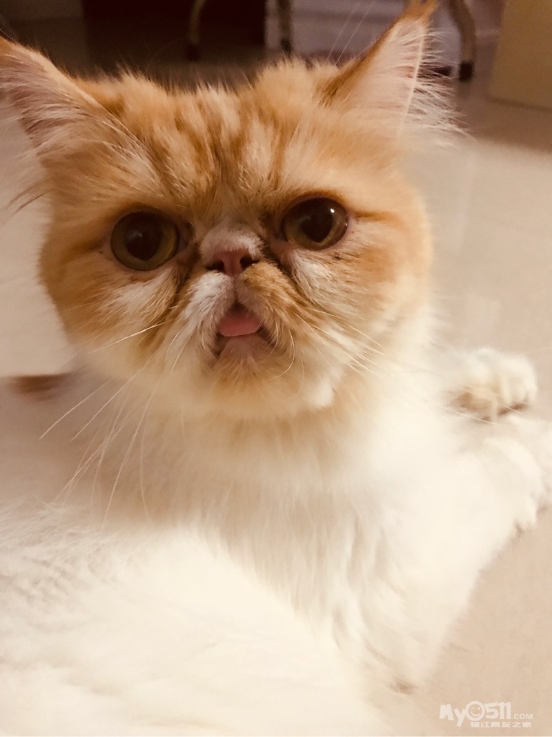 加菲小奶猫开始预定喽