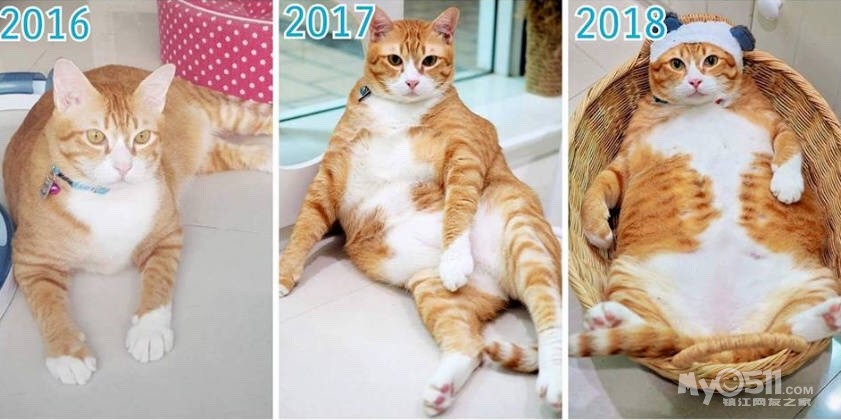 小猫怎么养家里 ma_1531914454630087.jpg