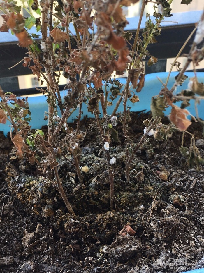 小木槿从茂盛至枯萎 - 花鸟鱼虫 - 梦溪论坛 镇江,时事,招聘,求职