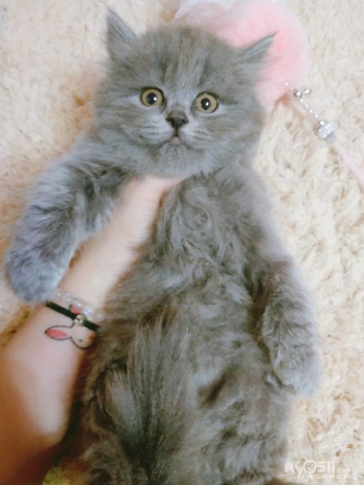 甜美纯蓝高地妹妹