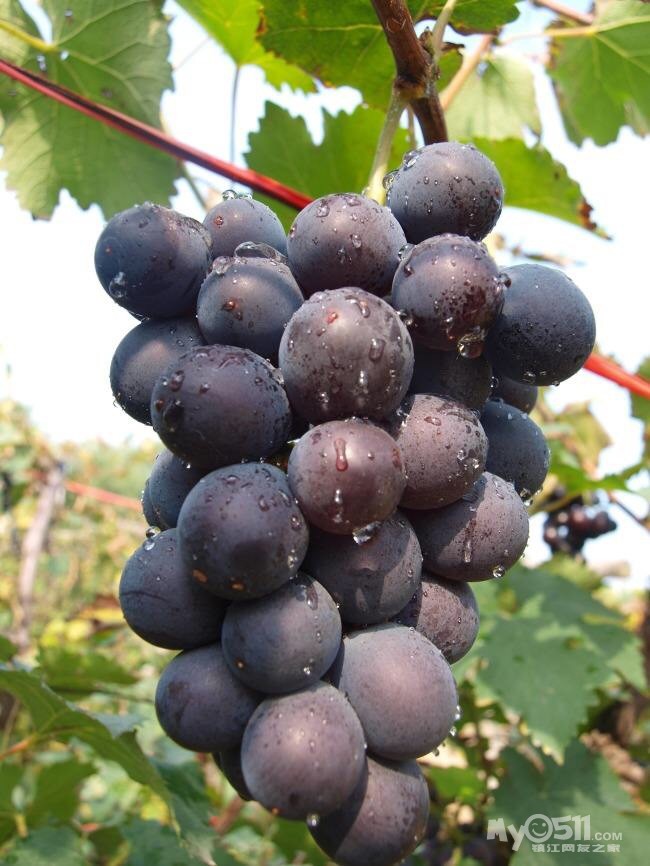 句容丁庄夏黑葡萄对外出售 - 未分类广告区 - 分类广告区 梦溪论坛 镇