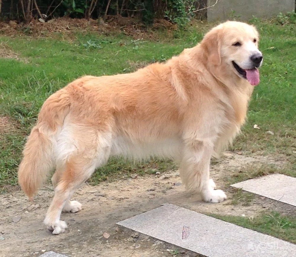 【重金寻狗】金毛仔仔,江山名洲走失,找到狗狗重金酬谢!