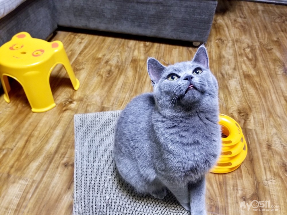 曼基康矮脚猫,猫中柯基,你值得拥有