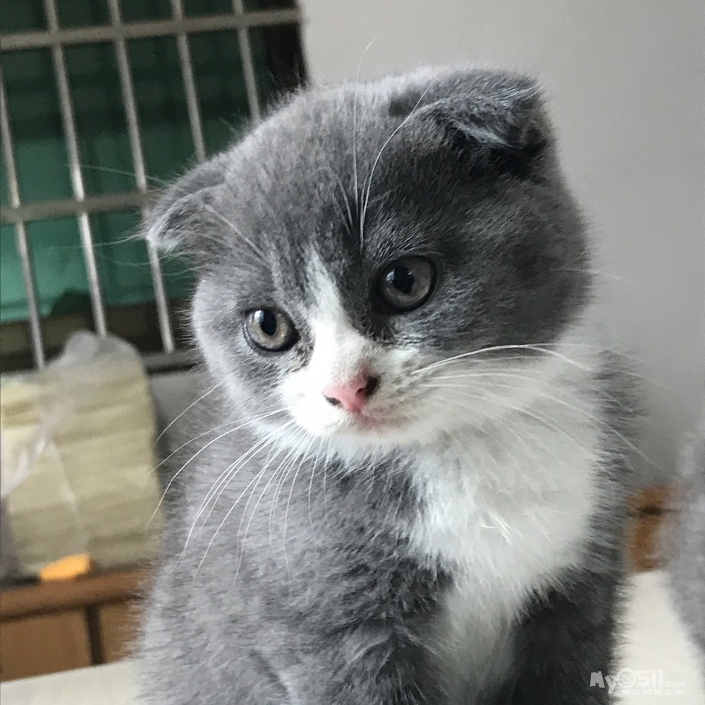 英短,折耳蓝白一只,两只纯蓝