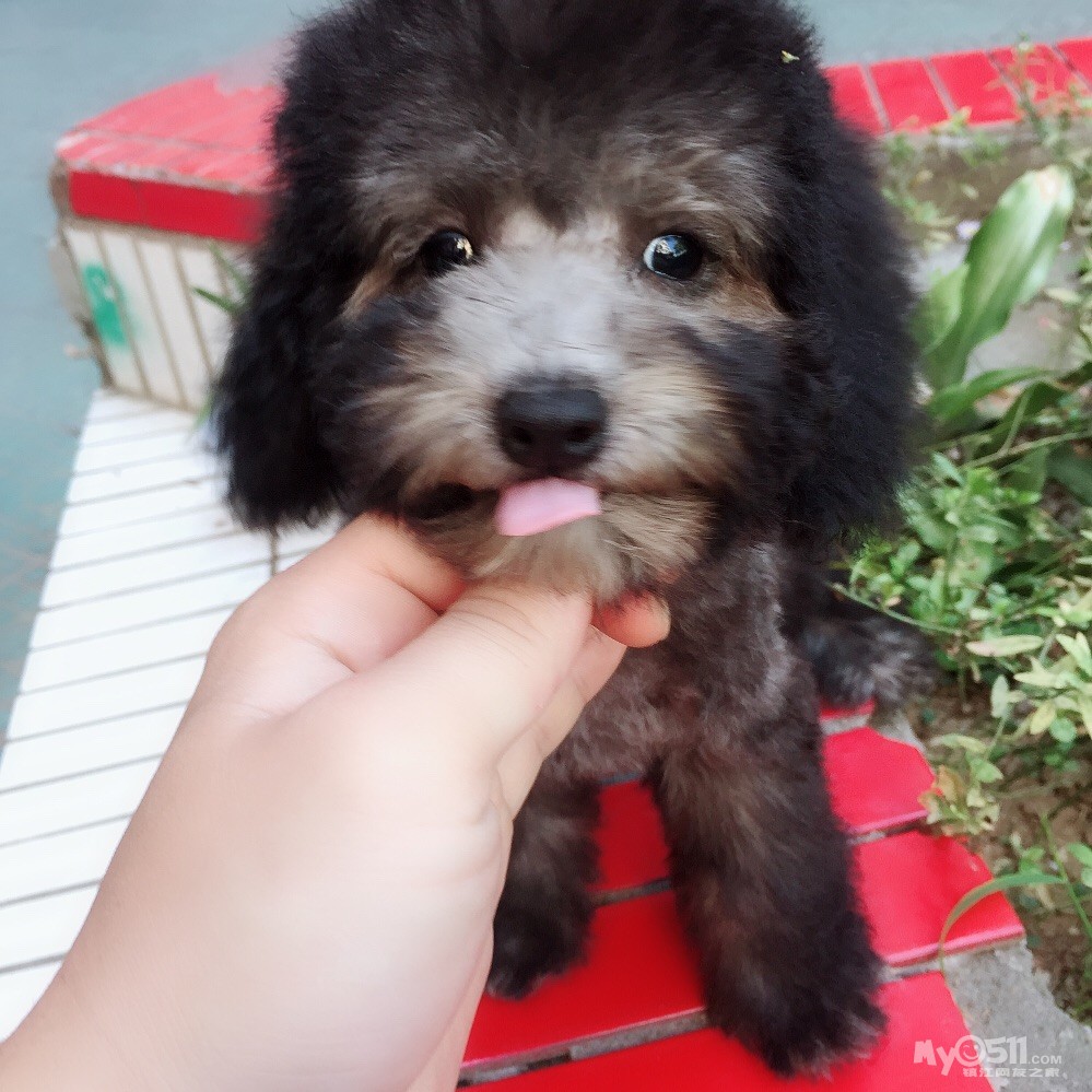 家养烟灰小体泰迪,还剩最后一只了