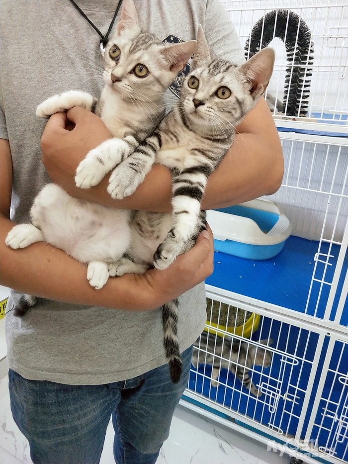 03 出售美短 加菲