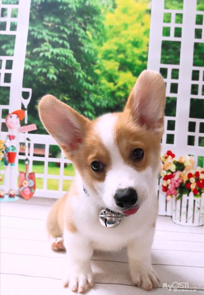 03 一窝高颜值两色柯基宝宝!