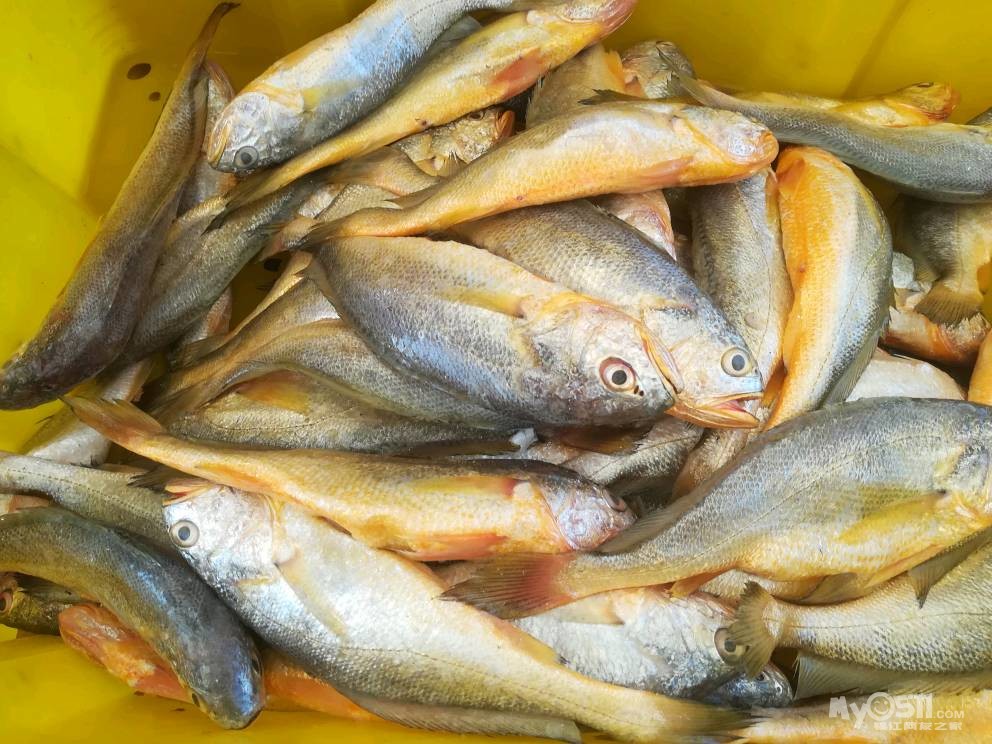 启东吕四纯野生海鲜