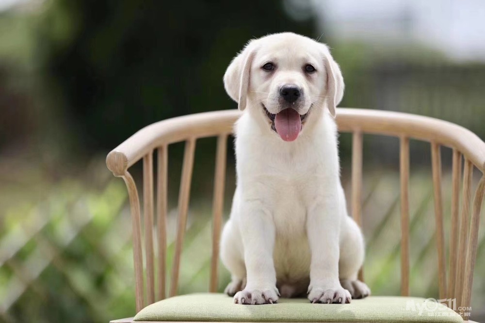 忠实温顺拉布拉多幼犬 神犬小七大头版