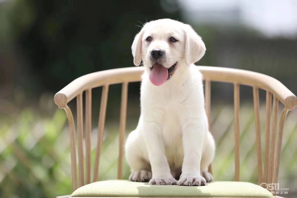 忠实温顺拉布拉多幼犬 神犬小七大头版