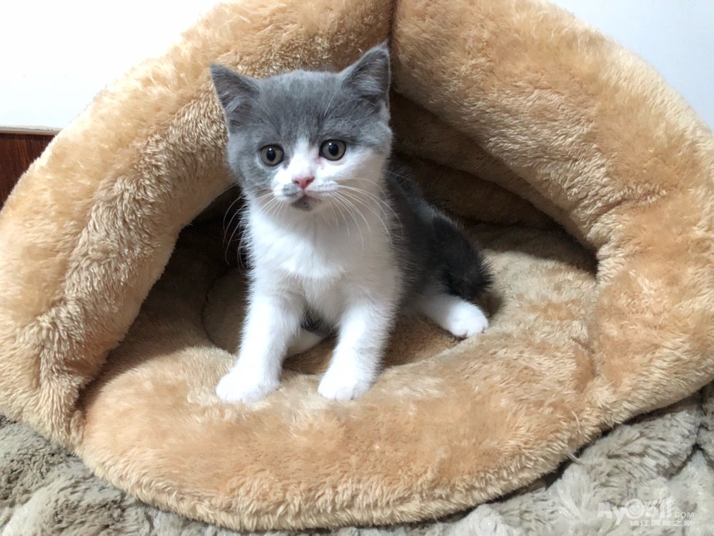 03 自家大猫生的蓝白英短正八800出