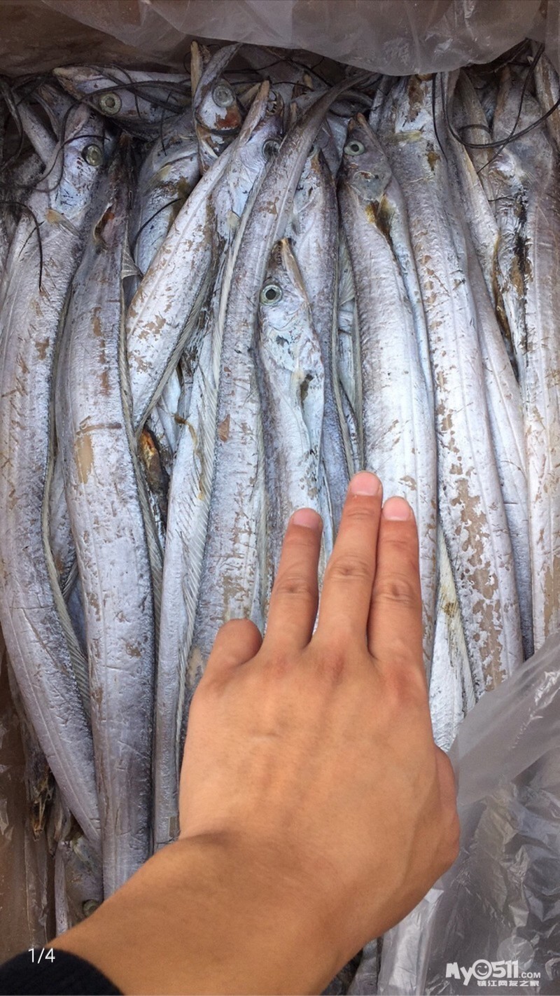 特价野生东海带鱼鲳鱼,冷库转让