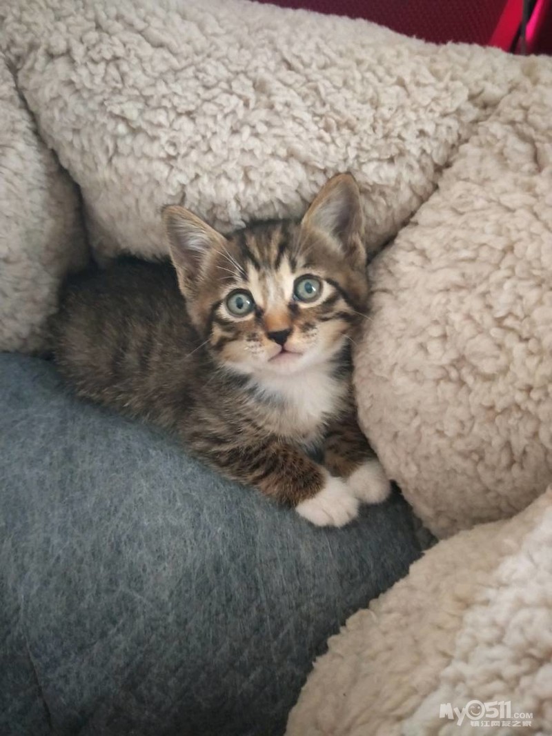 满月小奶猫求好心人领养