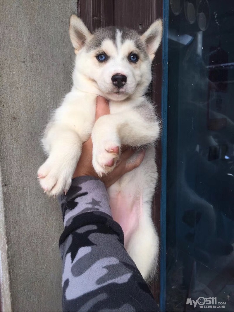 哈士奇幼犬出售