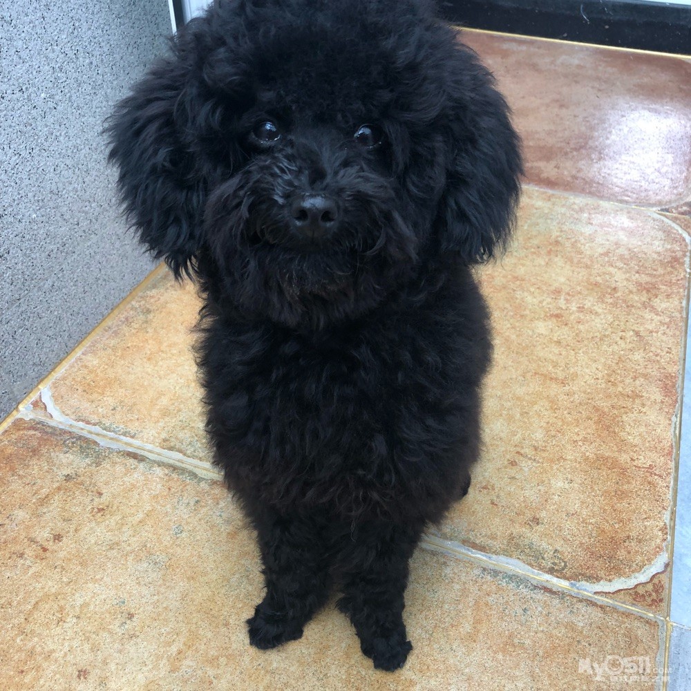 帮黑色泰迪寻主人