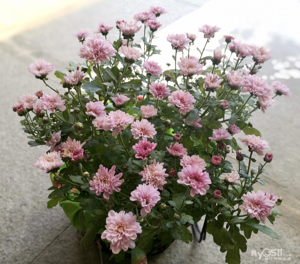 夏菊----朝阳和新世纪