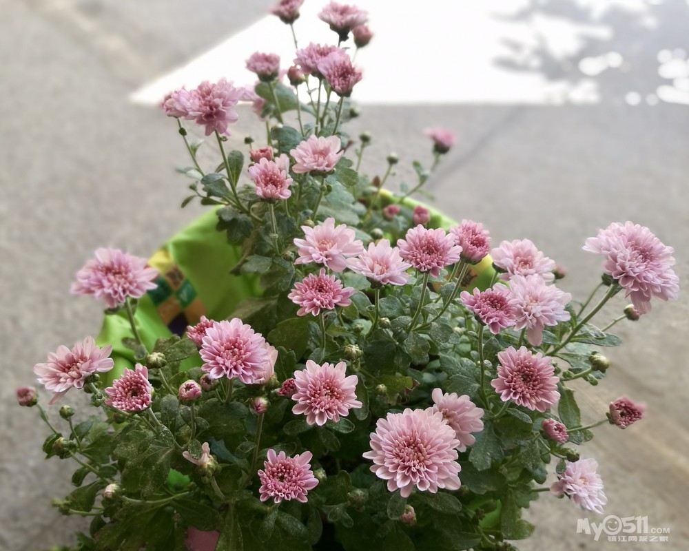 夏菊----朝阳和新世纪