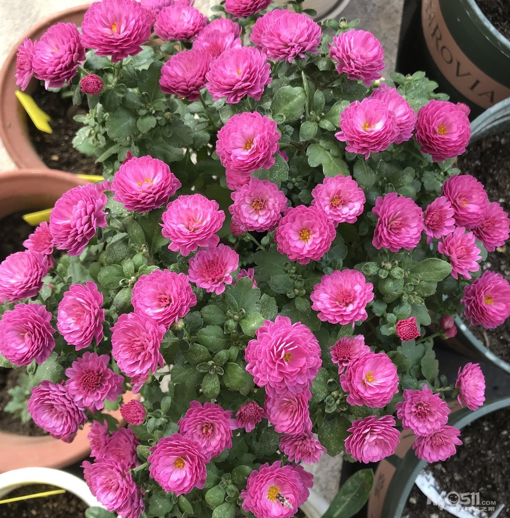 夏菊----朝阳和新世纪