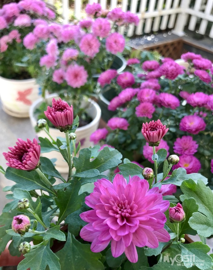 夏菊----朝阳和新世纪